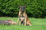 MALINOIS 1075